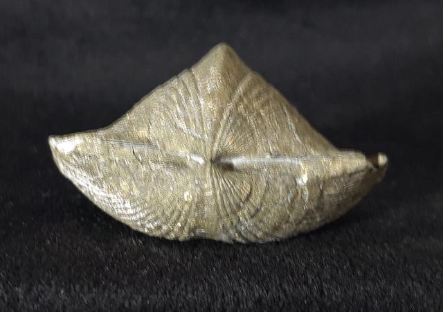 Paraspirifer bownockeri (STEWART 1927) - Bild &copy; FossNet FossilienStore